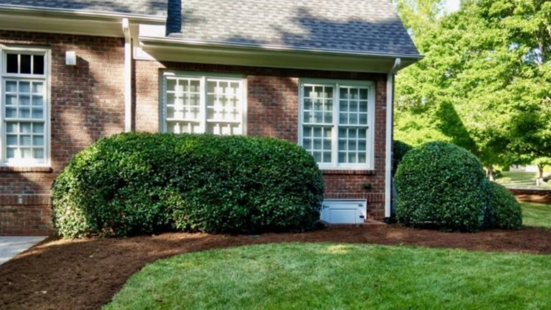Keep Your Plants in Great Shape by Trimming Them Regularly!