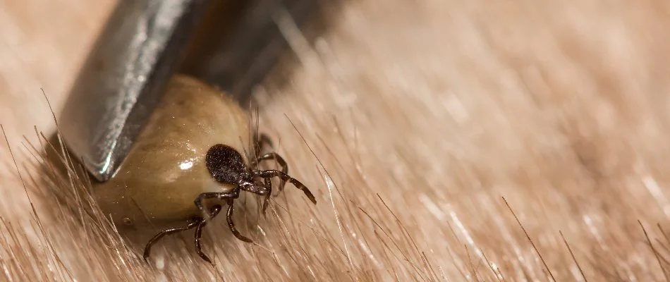 Tweezers with engorged tick in Cary, NC.