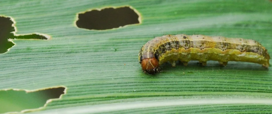 Armyworm chewing on grass in Cary, NC.