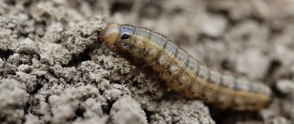 Cutworm on soil in Cary, NC.