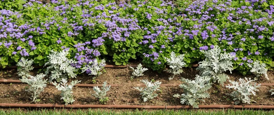 Drip irrigation lines running through a landscape in Cary, NC.