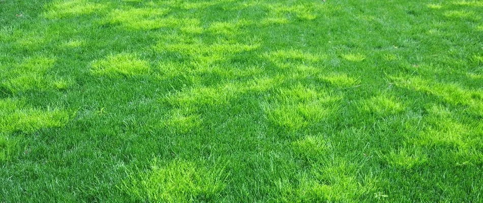 Lawn filled with weeds on a property in Cary, NC.