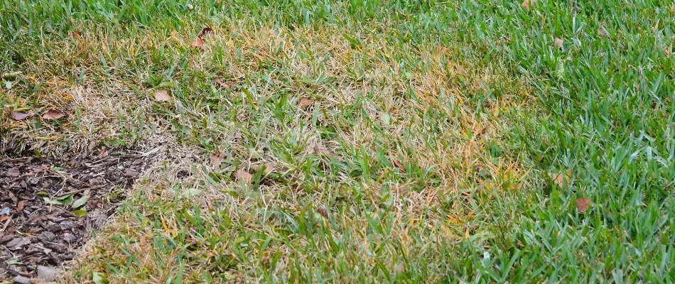 Large patch disease on a lawn in Cary, NC.
